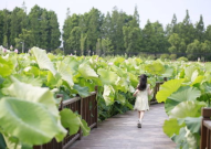 荷塘网红,网红打卡地，探寻自然与人文的交融之美
